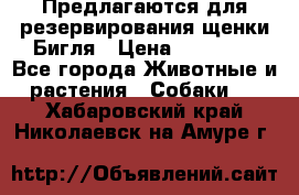 Предлагаются для резервирования щенки Бигля › Цена ­ 40 000 - Все города Животные и растения » Собаки   . Хабаровский край,Николаевск-на-Амуре г.